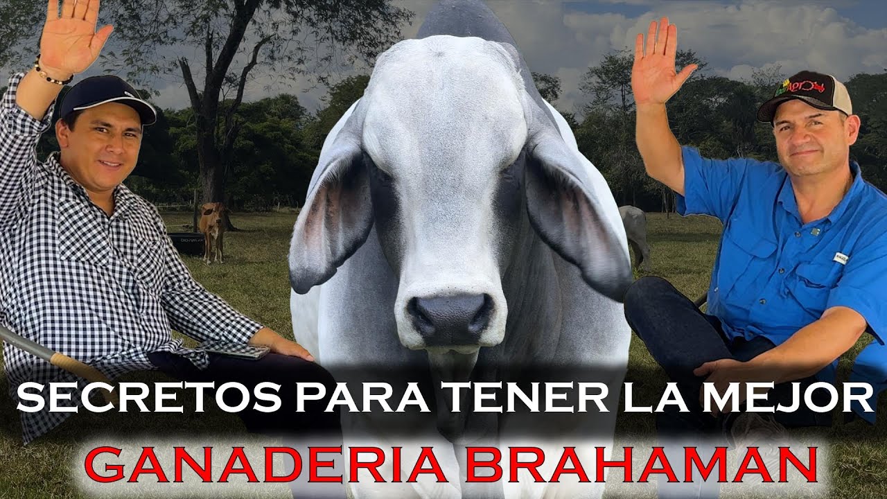 SECRETOS PARA TENER LA MEJOR GANADERIA BRAHAMAN - BruselasGX7
