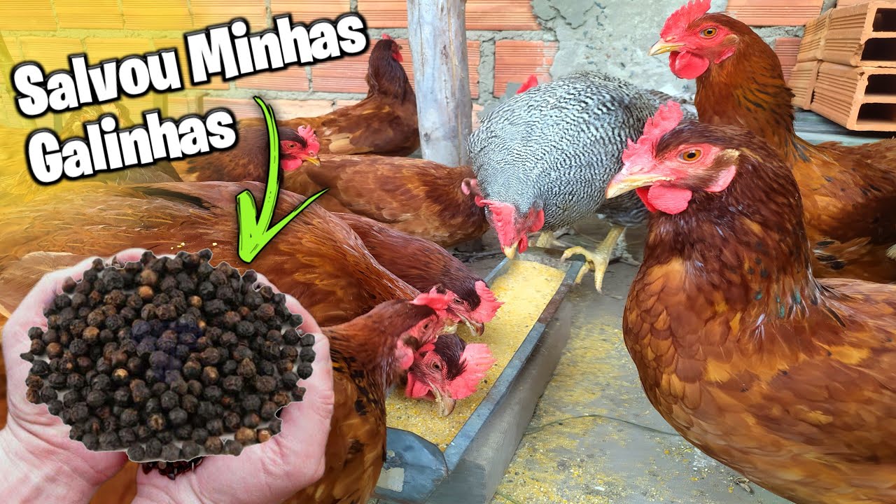 isso ajudou a salvar todas as minhas Galinhas, #falaaesial