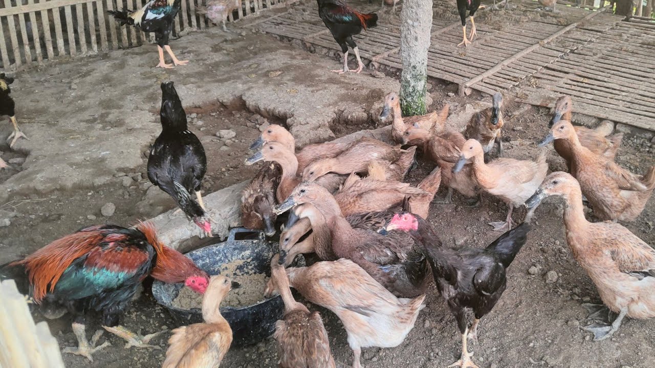 TAKARANKU KASIH PAKAN BEBEK PETELOR! HASILKAN TELOR YANG BESAR-BESAR?