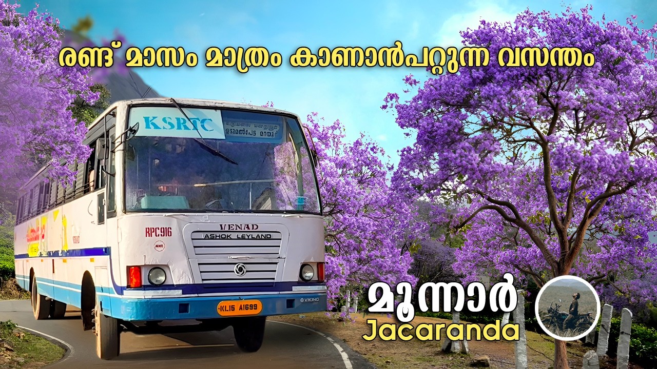 Munnar Jacaranda season | നീലവാക വസന്തം  |  Purple Valley In Munnar | free20