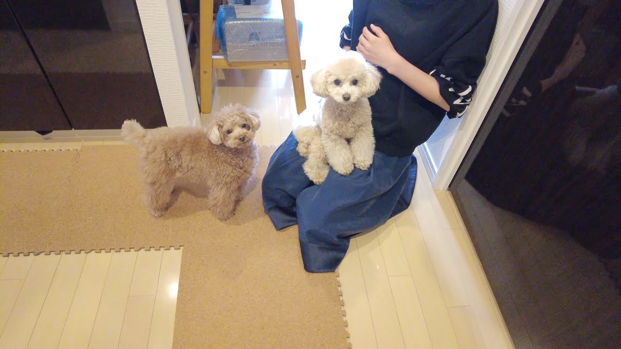 普段寝てる妹犬が数ヶ月ぶりに仕事に行くパパを見送りに来たｗ【トイプードル】