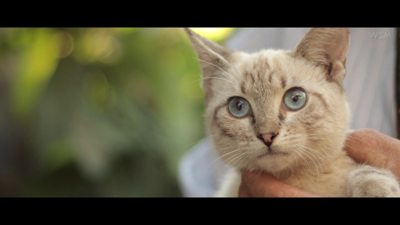 Canon EOS M50 4k Video Test