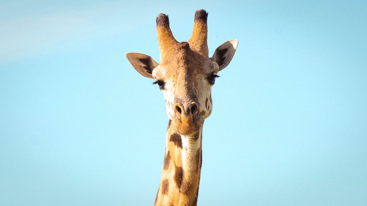Four days spent in Maasai Mara