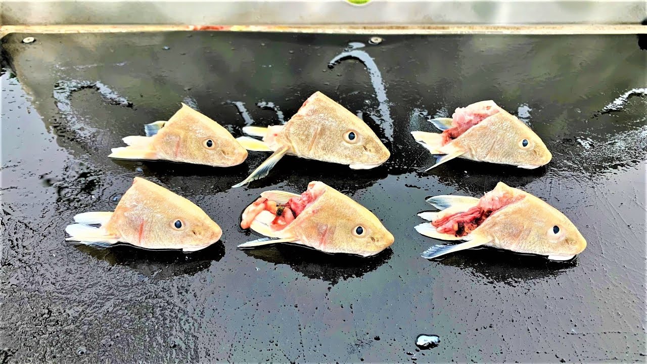 This is WHAT HAPPENS when you use CUT BAIT SURF FISHING ***UNDERWATER VIDEO***