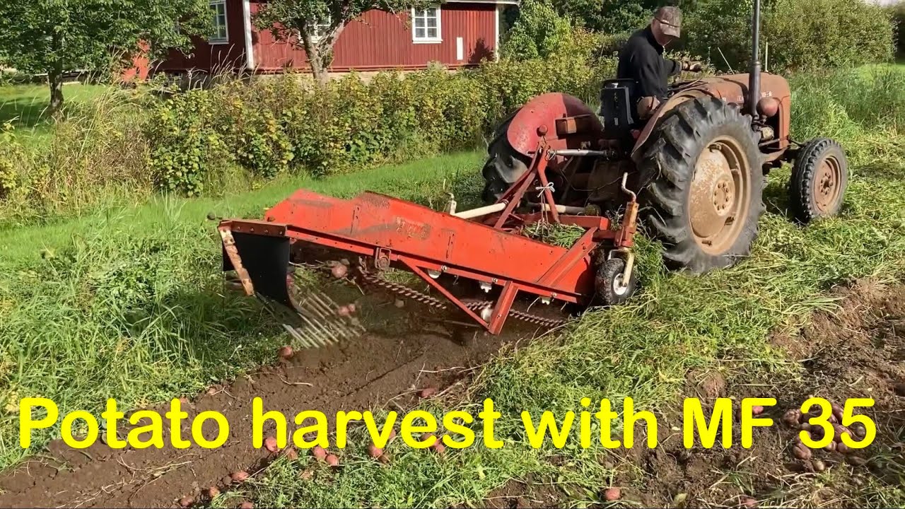 Potatisupptagning med bandupptagare och Massey Ferguson 35 / Potato harvesting with MF 35