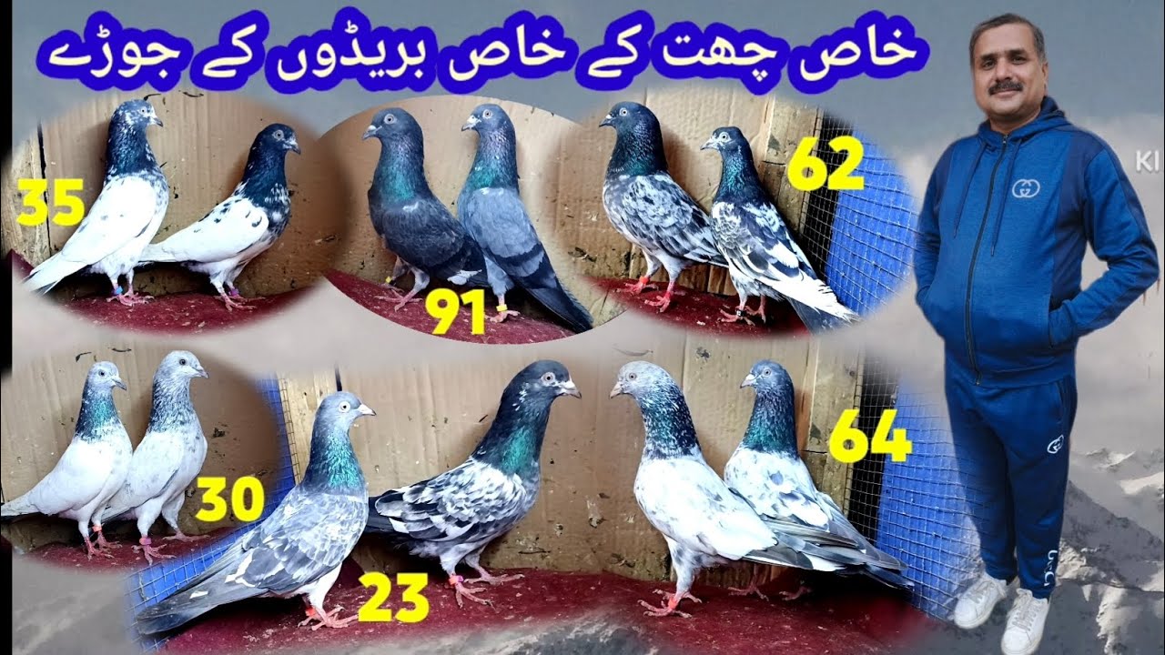 استادی چھت مقابلوں والی چھت کے جوڑے