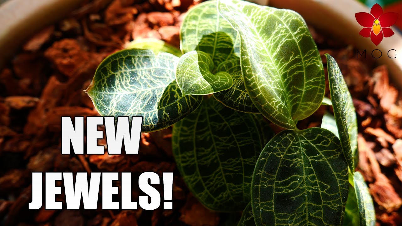 I got new Jewel Orchids! 🤩 Repotting and Updates | feat. Macodes petola Sparkles ✨