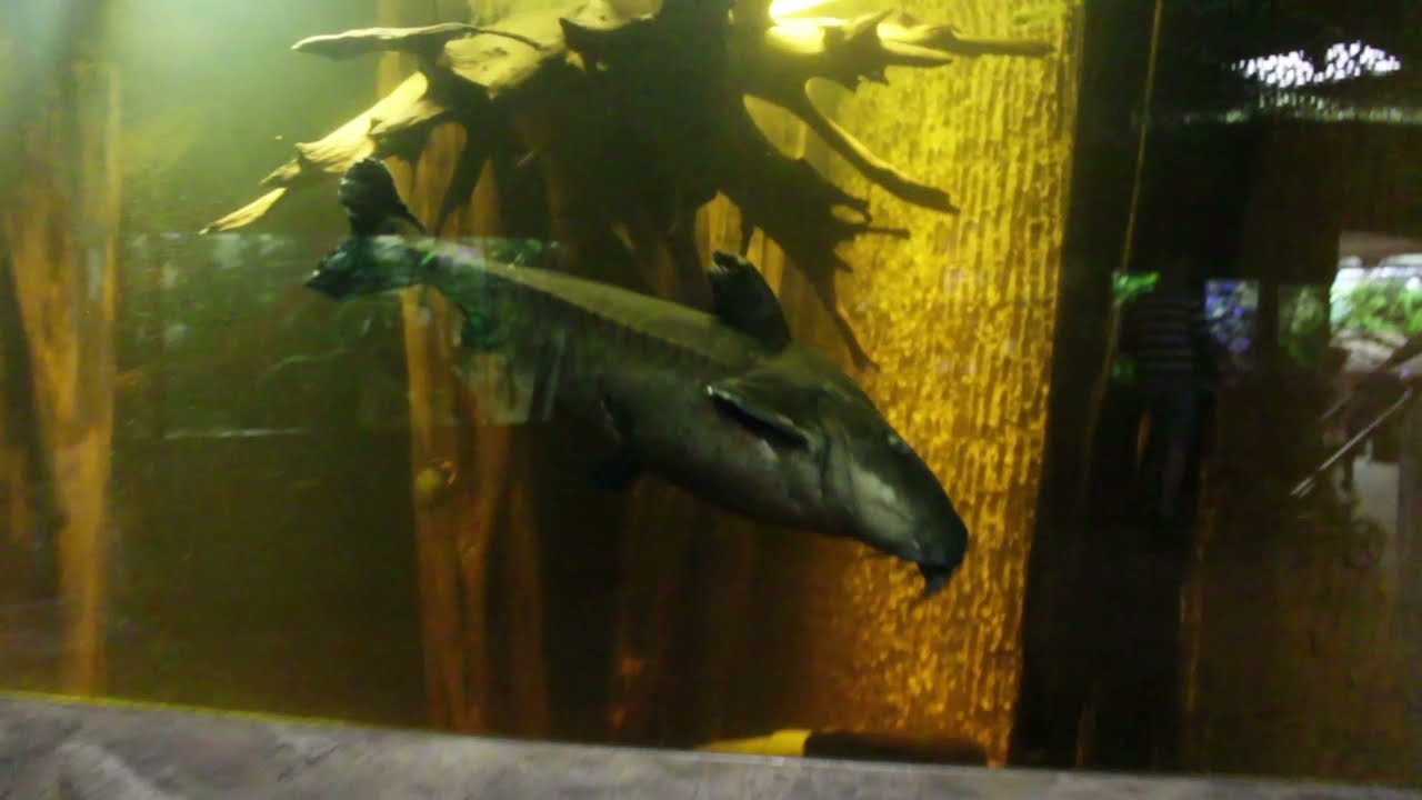 Zoo Osnabrück Aquarium