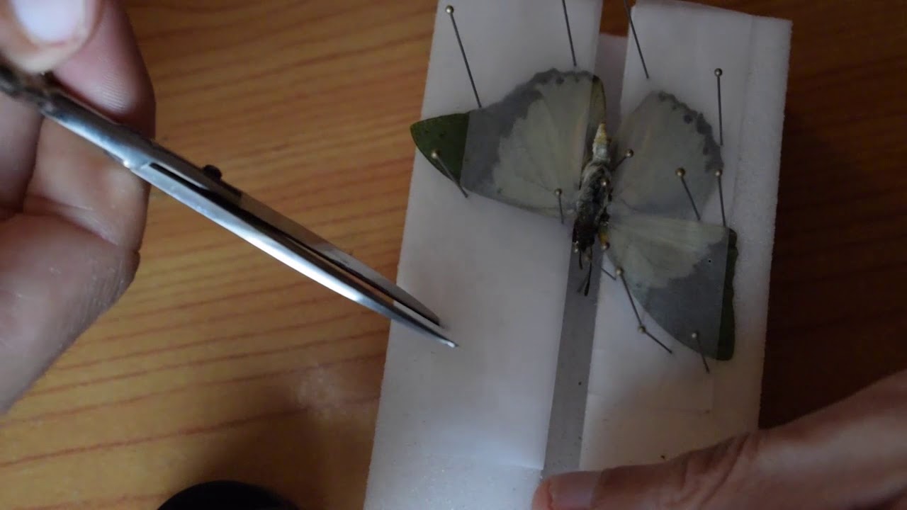 Guía Completa  Disecando Mariposas