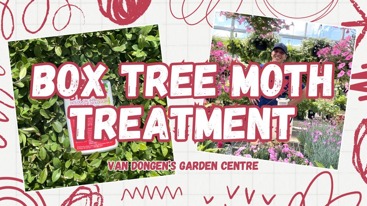 Box Tree Moth Treatment & Application Instructions
