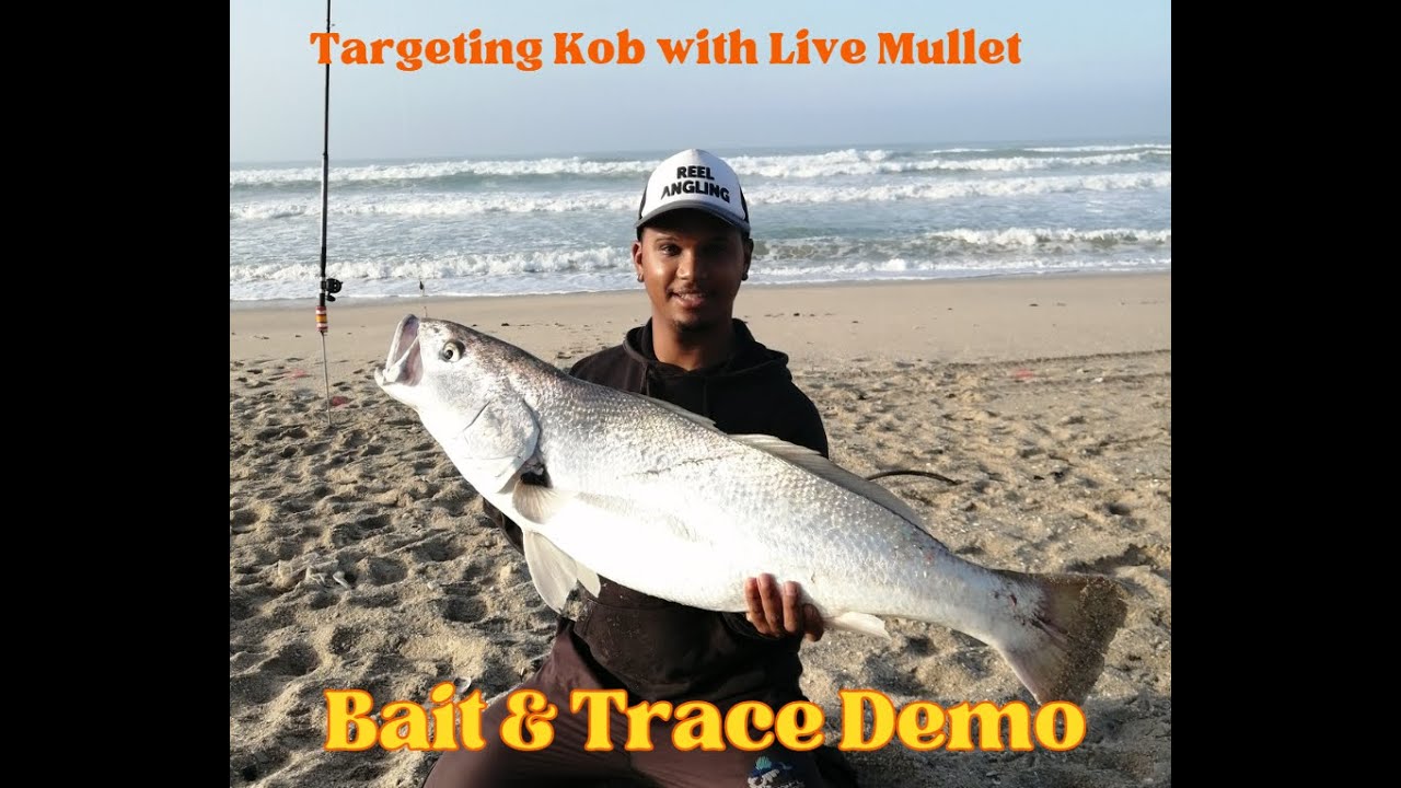 🎣 Targeting Kob with Live Mullet | Full Bait & Trace Demo