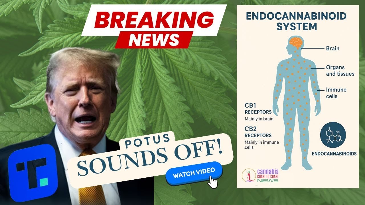 Trump Ready to Reschedule or Reform Cannabis Laws? CC2C News Special Report & A Block's War of Words