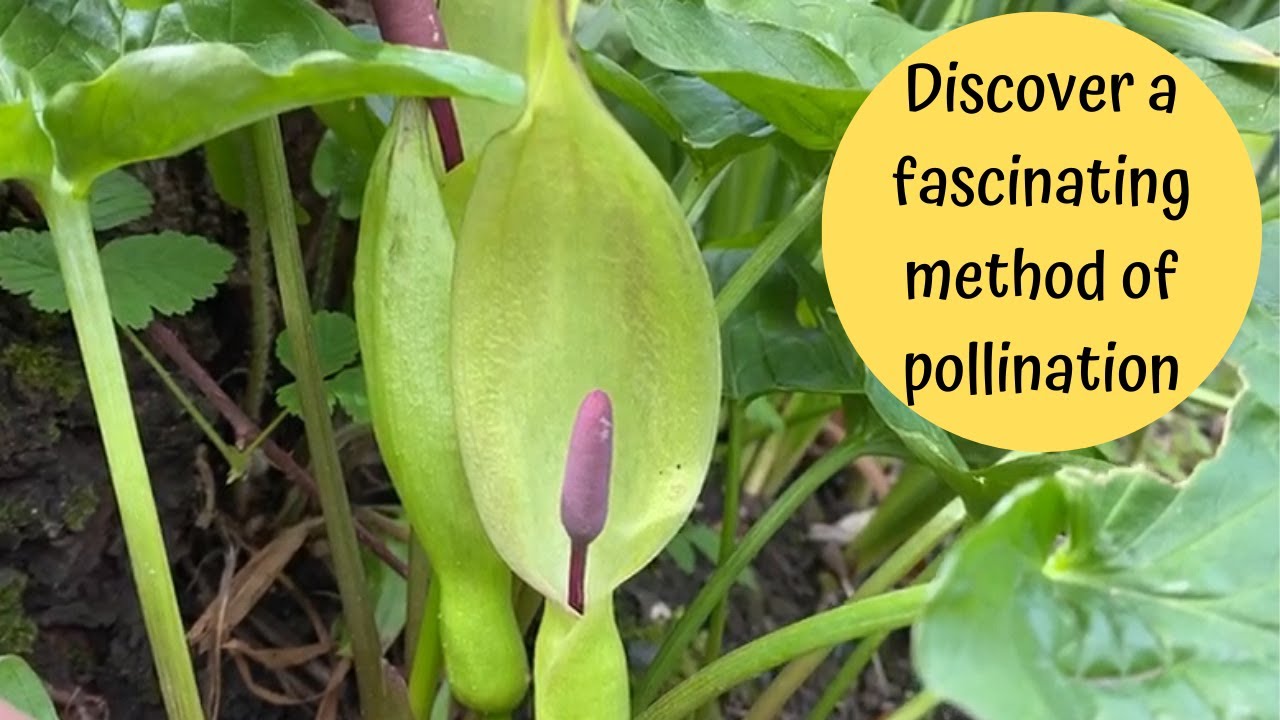 Explore the Cuckoo Pint