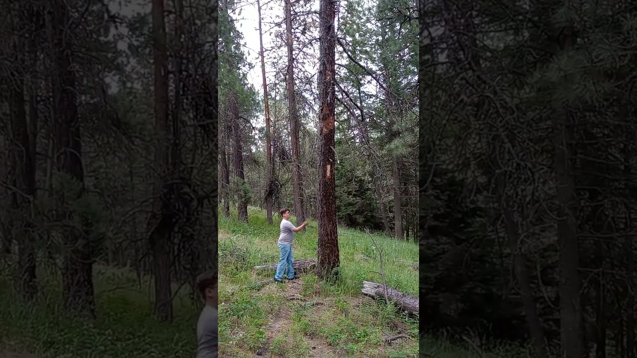 Nephew trying to do some tree knocks 😂 #bigfoot #sasquatch