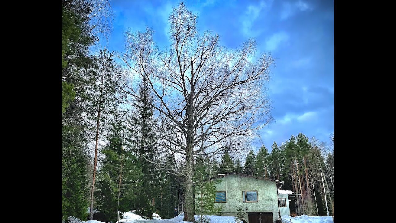 Big fail. Ihmiset oppii virheistään Akujelppi ei. I failed again. The Big Rotten Birch.