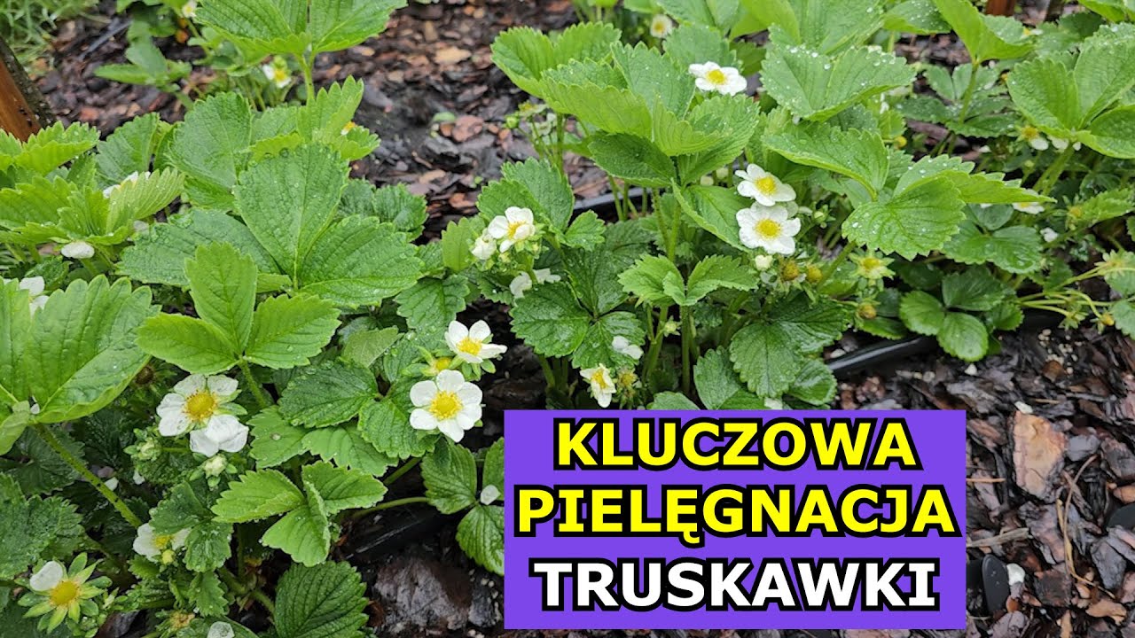 Będą DUŻE PLONY Truskawek. Kluczowa Pielęgnacja Truskawki. Jak uprawiać Truskawki Szara Pleśń Mszyce