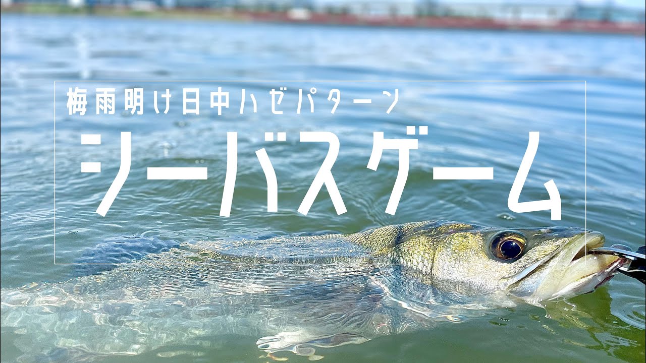 【梅雨・夏】ハゼパターンでシーバスを釣ってきた！