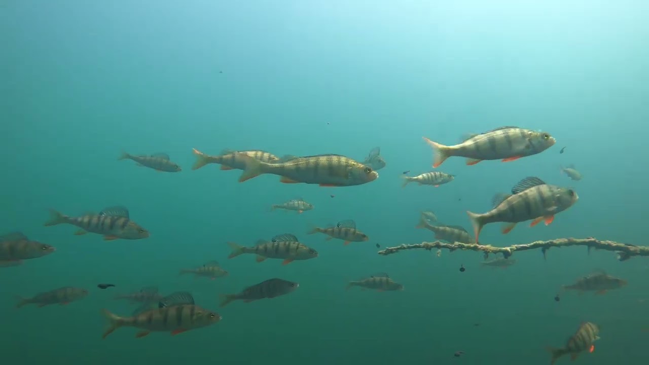 Scuba diving in Finland, Talviainen Ruutanajärvi 10.7.2022