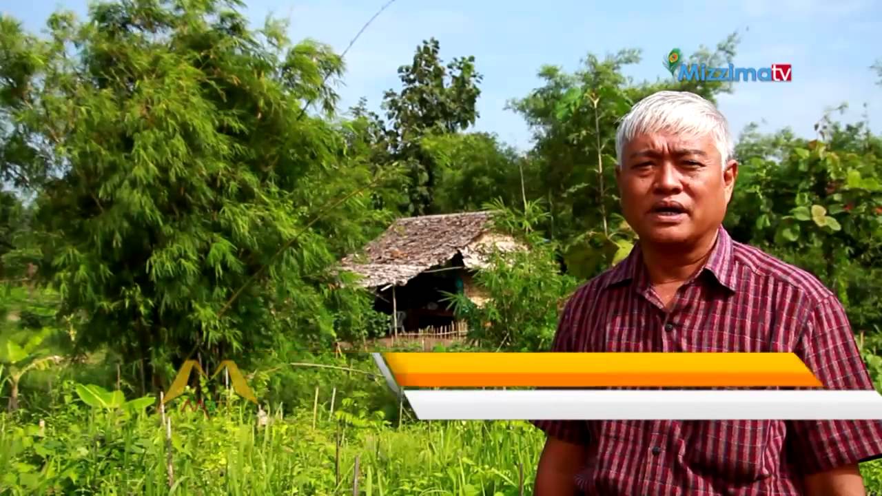 အစိမ္းေရာင္ေရႊ (သို႔မဟုတ္) ၀ါးစိုက္ပ်ိဳးျခင္း (Part_1)