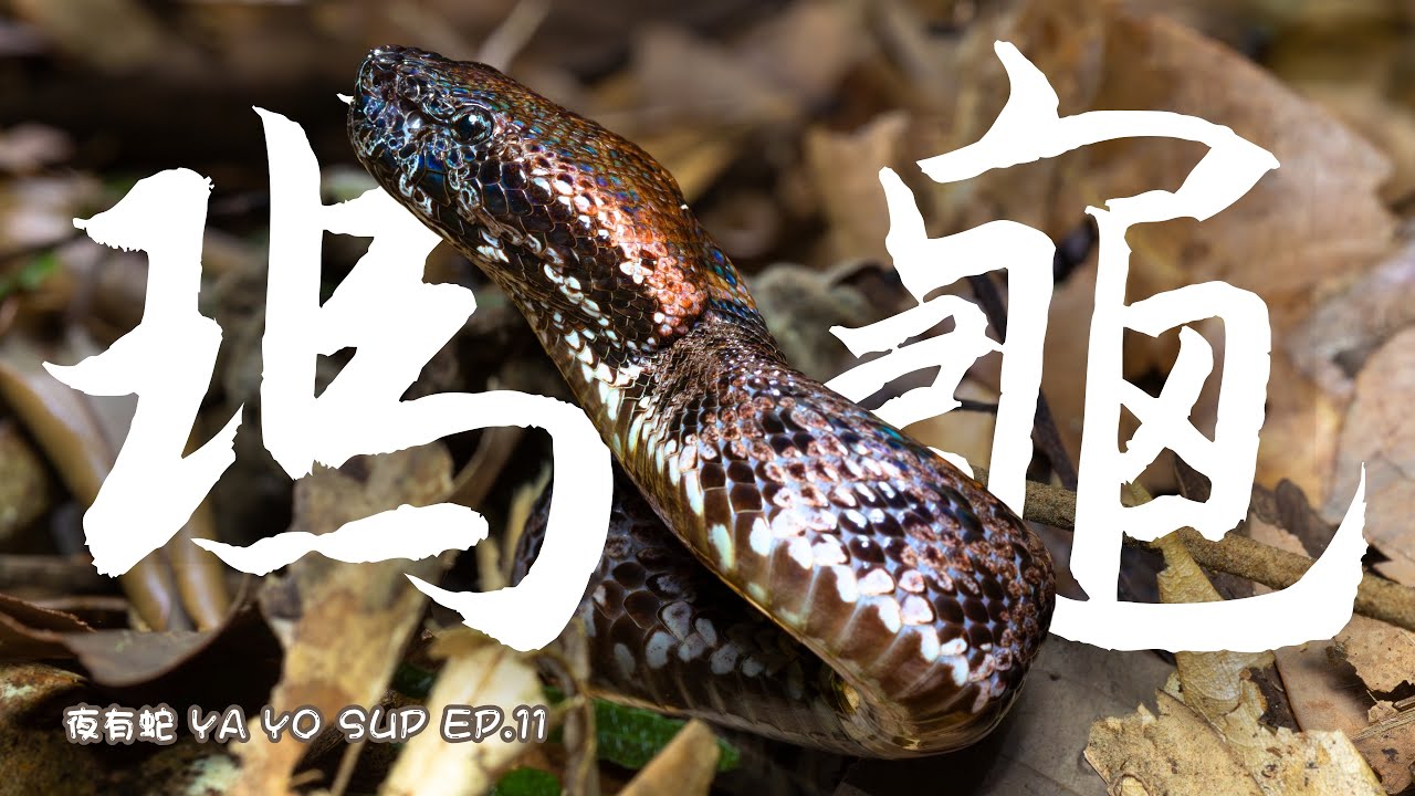 【瑪家山龜殼花】再次現身！只屬於「瑪家山龜殼花」的夜晚！台灣最稀有龜殼花！罕見二級保育蛇類紀錄！【夜有蛇 YA YO SUP EP.11】｜衝山蛇What The Sssnake! &mdash; 台灣蛇類系列
