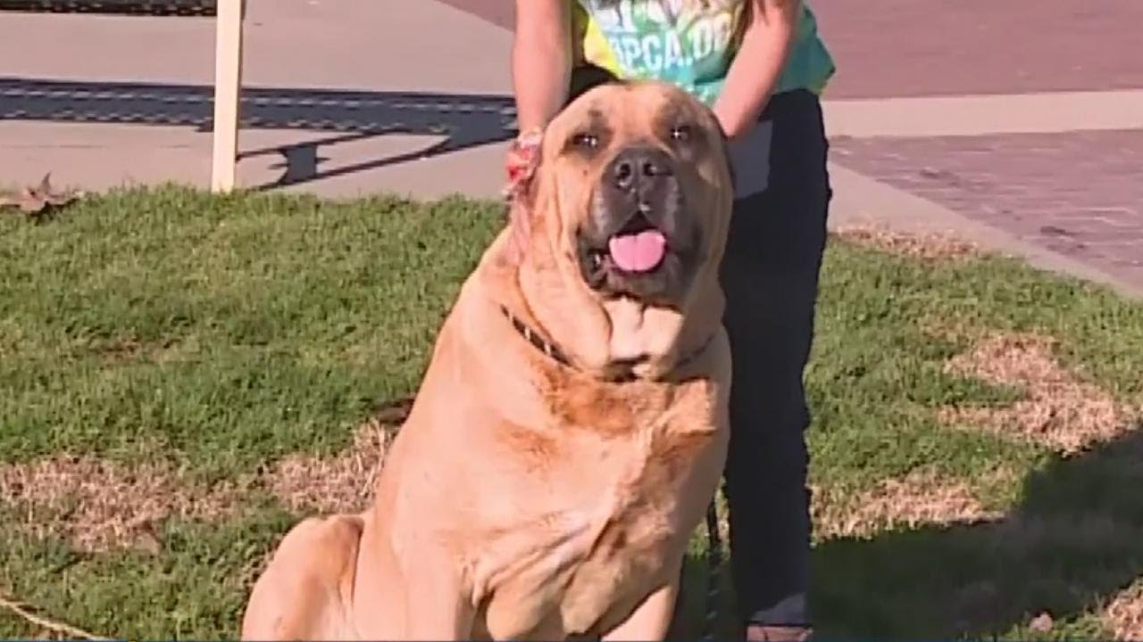 185-Pound Bullmastiff Up For Adoption At Sacramento SPCA