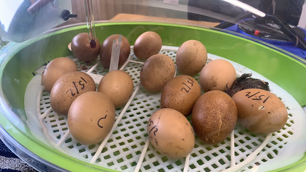 Hatching in progress!