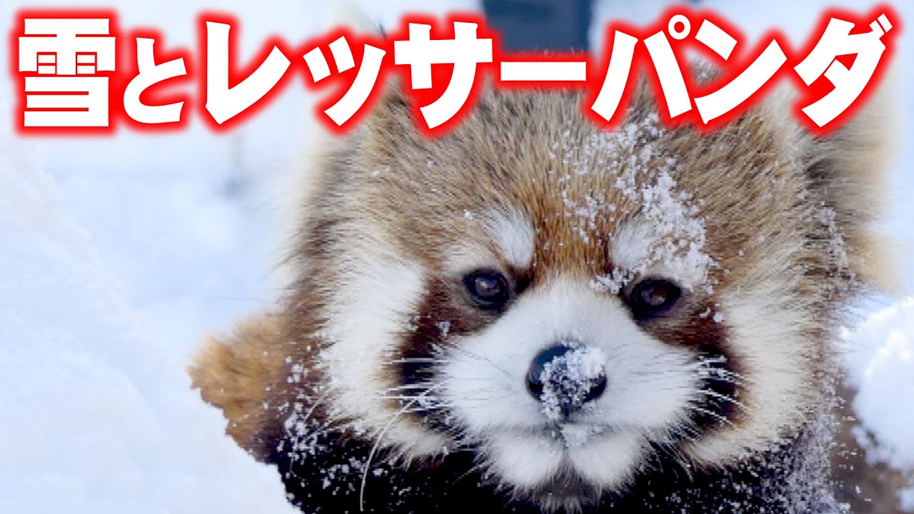 【レッサーパンダ】雪とレッサーパンダ　Red Pandas at Maruyama Zoo
