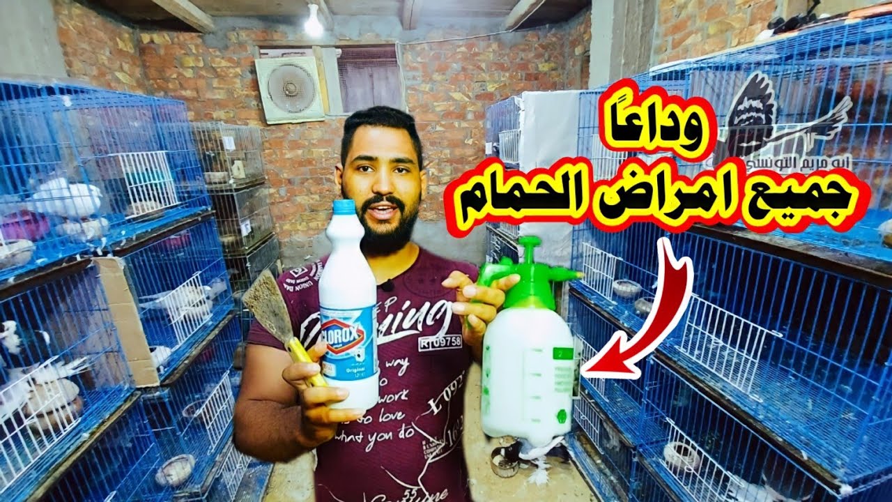 القضاء علي الروشه والجدري والسالمونيلا وجميع امراض الحمام والطيور