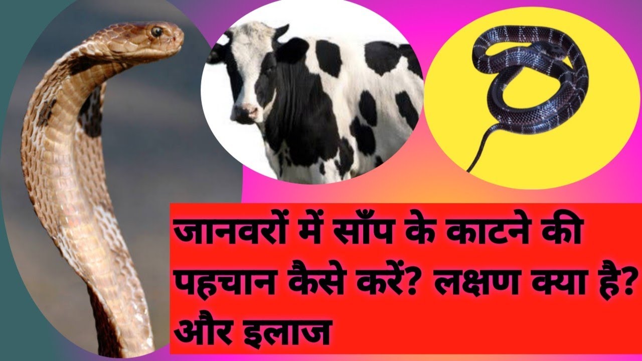 Snake bite symptoms and treatment in cattle / pashuon me sarpdansh aur uska ilaaj