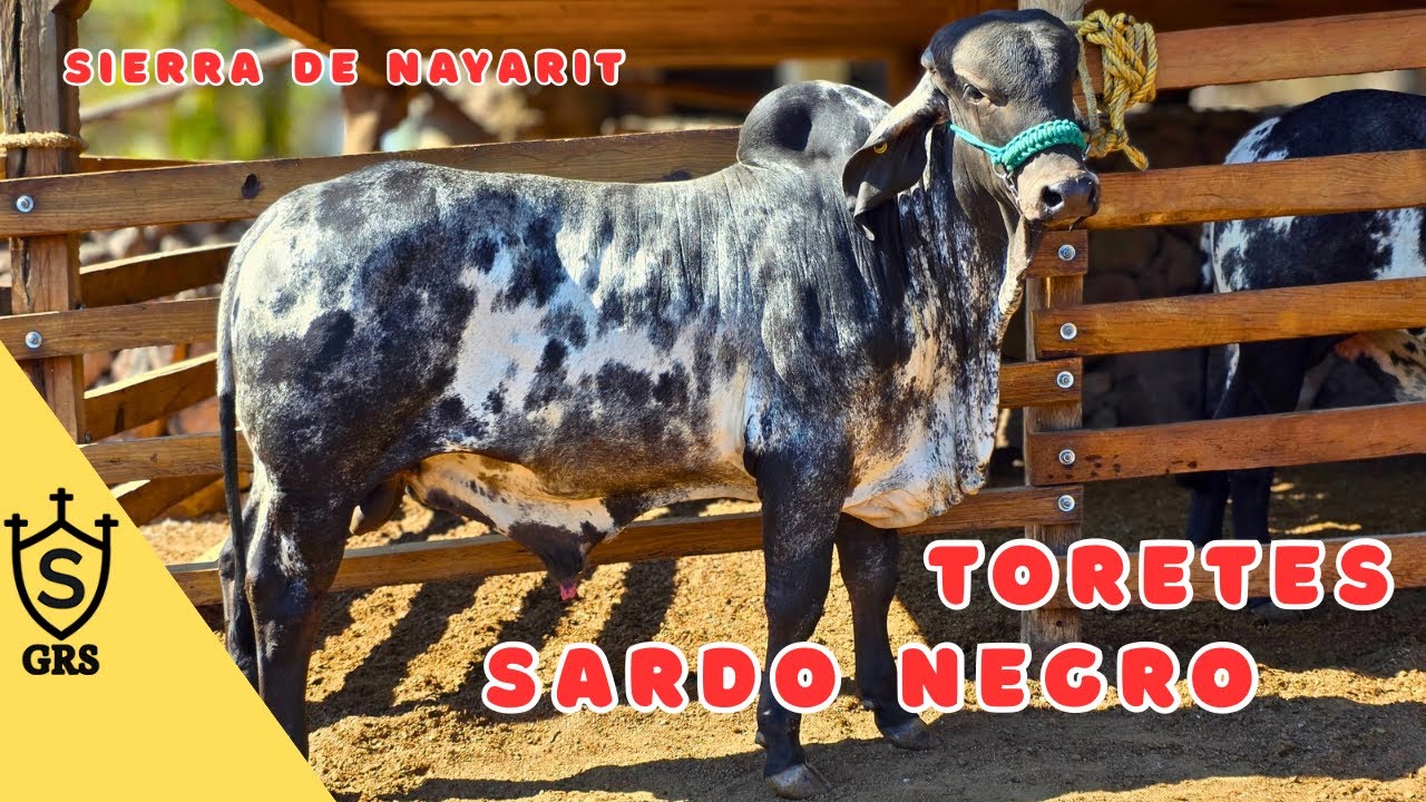 Toretes Sardo Negro desarrollados en la Sierra de Nayarit | Rancho el Cuervo 
