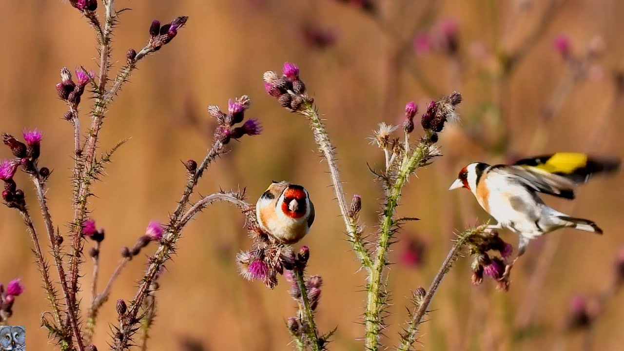 European goldfinch call eats Stillits Chardonneret élégant Stieglitz Szczygieł p1000  lon