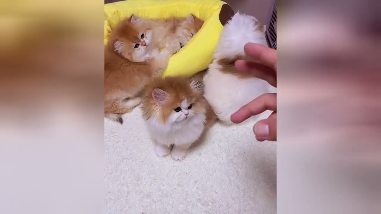 Cute kittens are like tiny clouds of pure happiness