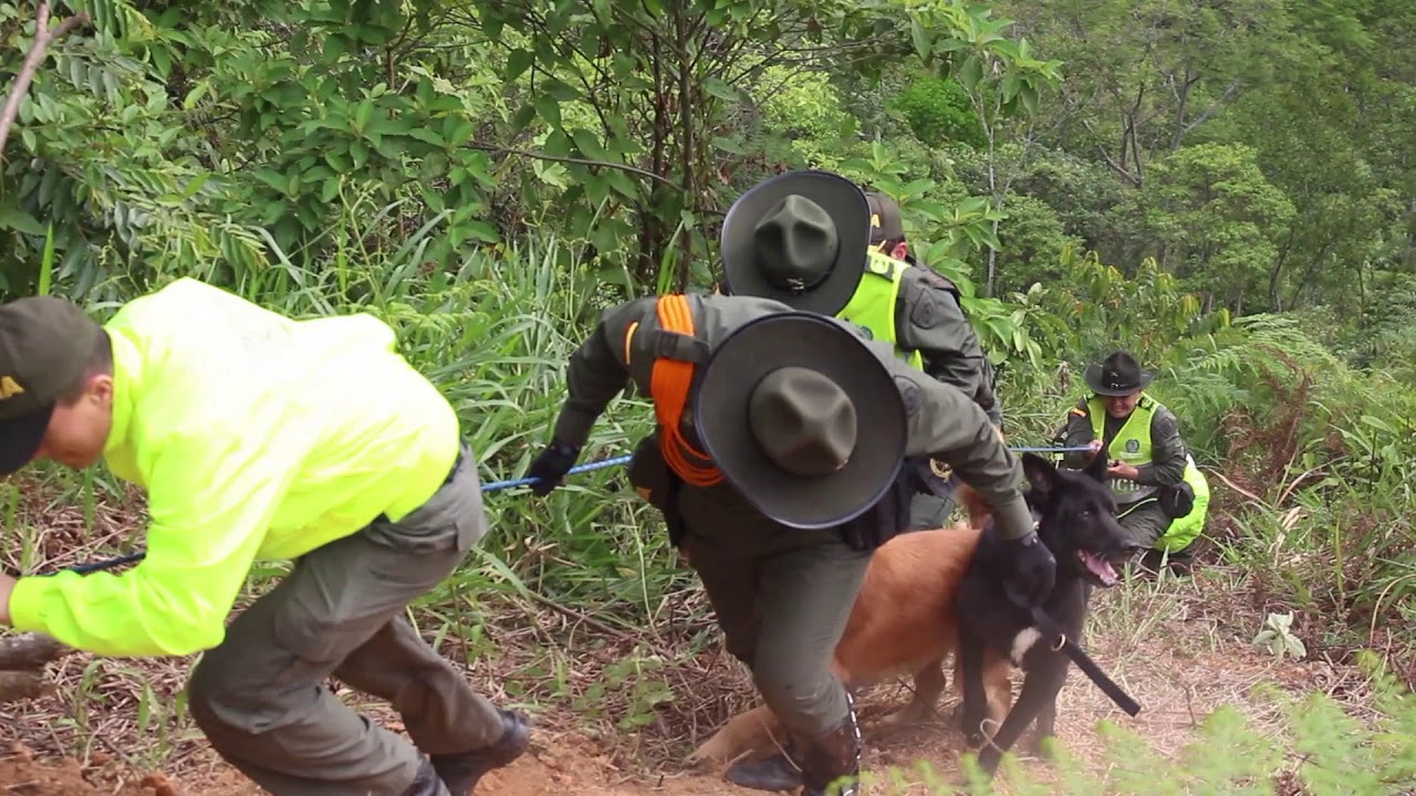 Operativo del rescate del cuerpo de la chilena ilse amory ojeda | Oro Noticias