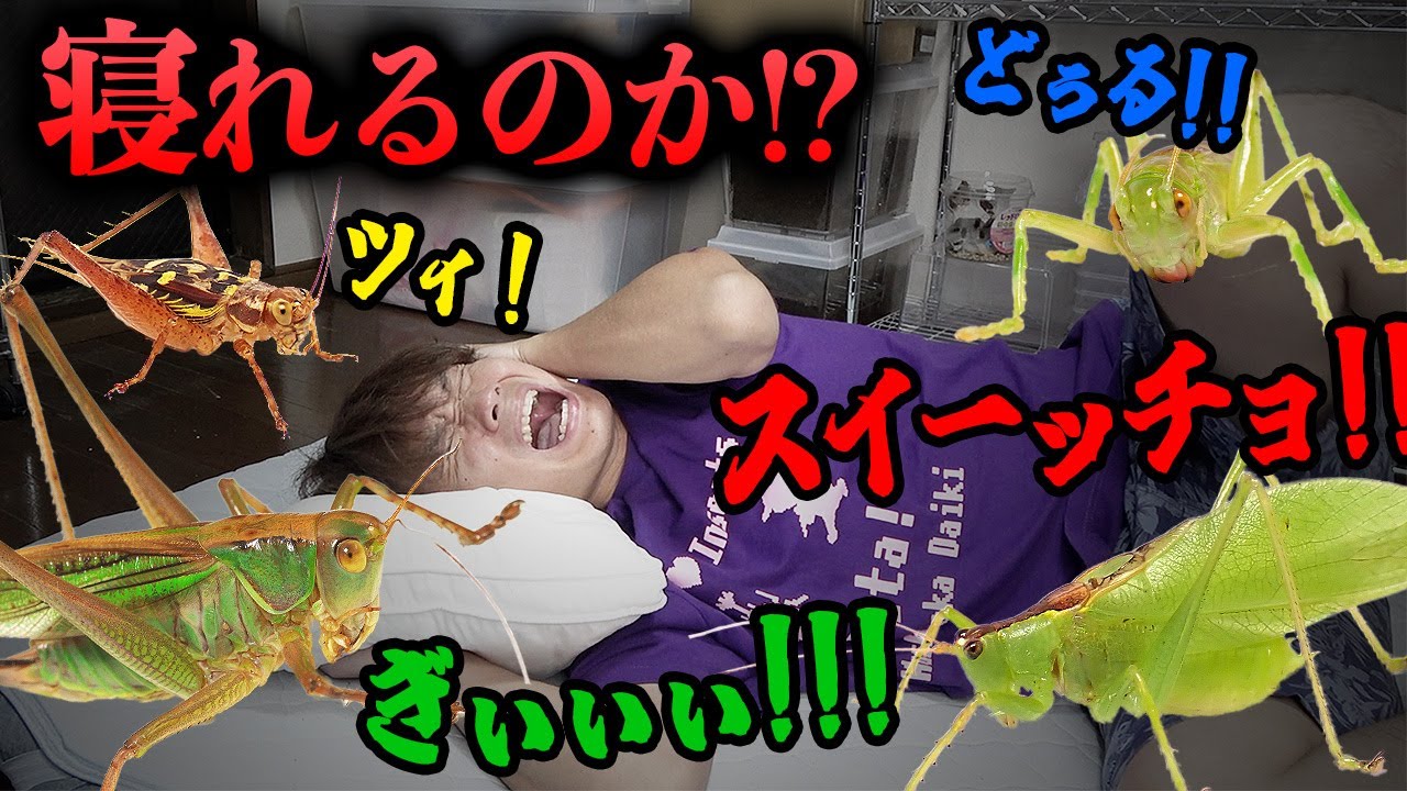 【第二回】虫好きなら騒音レベルの鳴き声でも寝れるだろ！