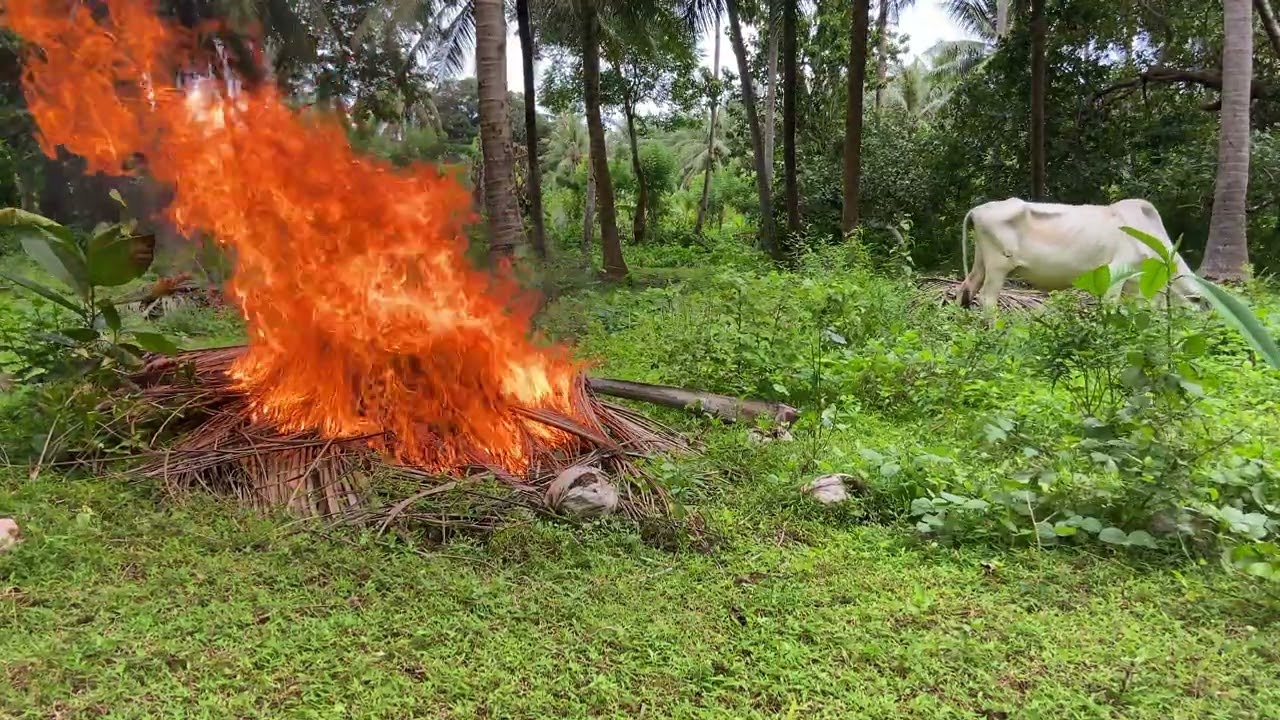 Burning Dry Coconut Leaves & Feeding Cows | Peaceful Rural Farm Life
