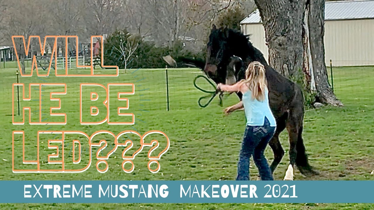 Teaching a Wild Horse to Lead! Extreme Mustang Makeover 2021
