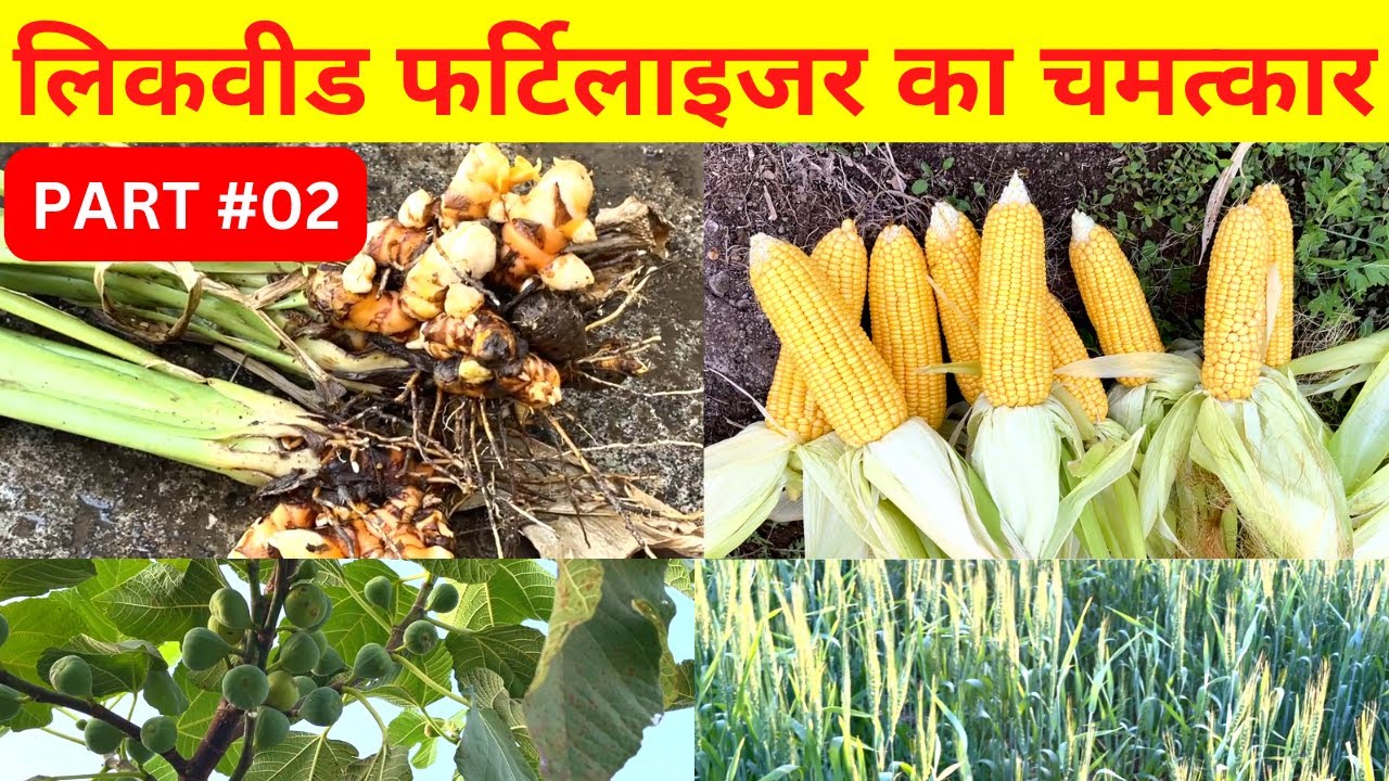 PART#02 - Farm Growth of Liquid Fertilizer - Anaerobic Bag