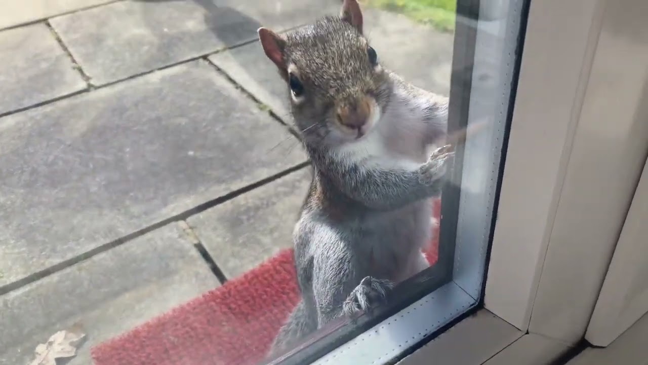 Where’s my food🐿️