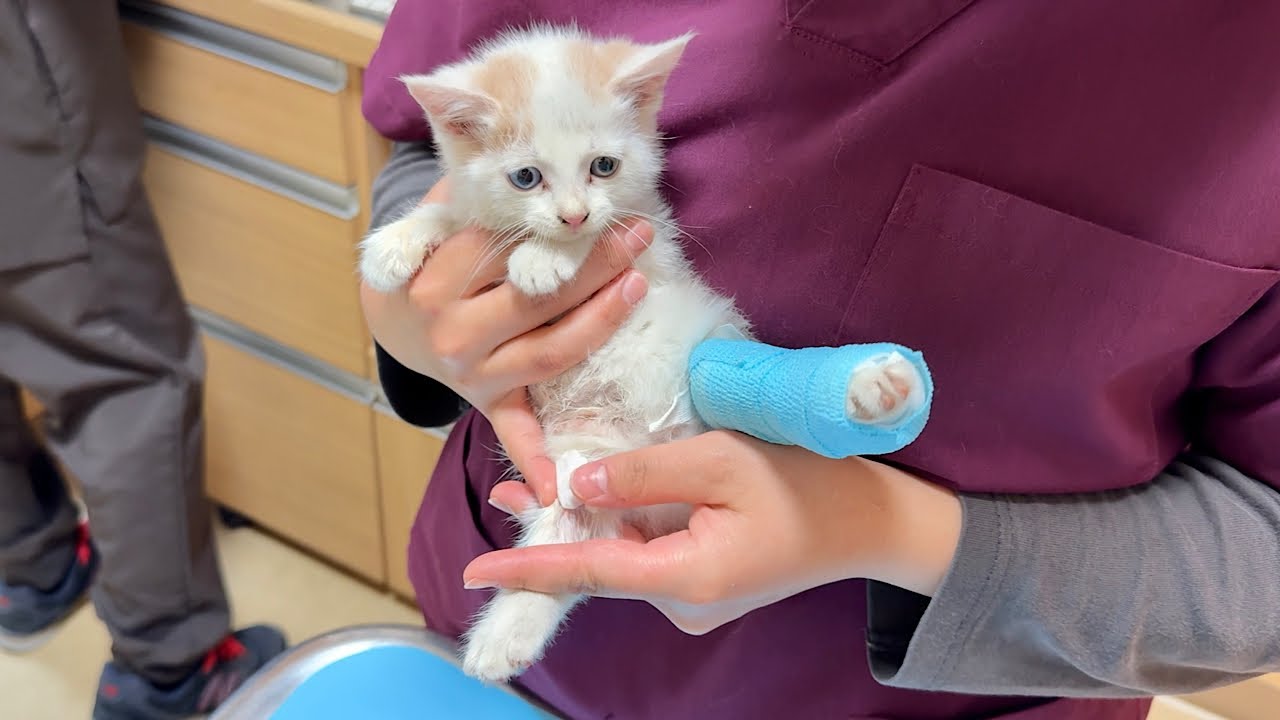 怪我してた生後１ヶ月の子猫を病院に連れて行ったら悲しい事実が発覚しました。