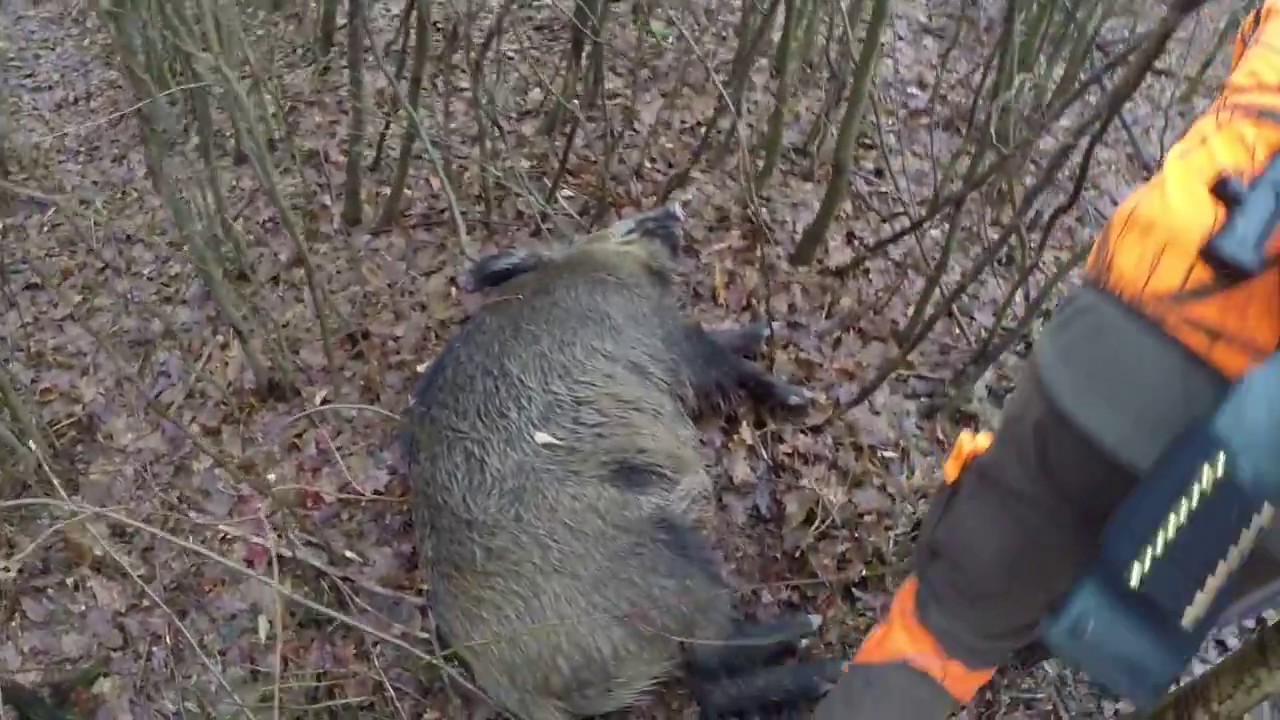 Polowanie na dziki ,Wildschweinjagd, Sauer 303 Synchro XT