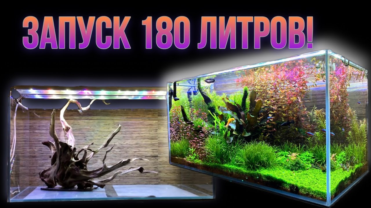 Запуск Аквариум скейп на 180 литров