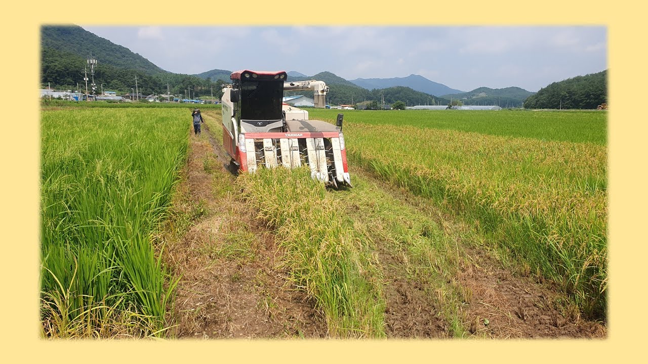 ★ 2편-  ▶전북 순창◀   조벼작업영상(대경얀마슈퍼망)