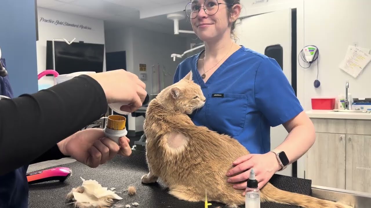 How to apply Freestyle Libre on your dog or cat pet (with Dr. Dana Amster & Joy)