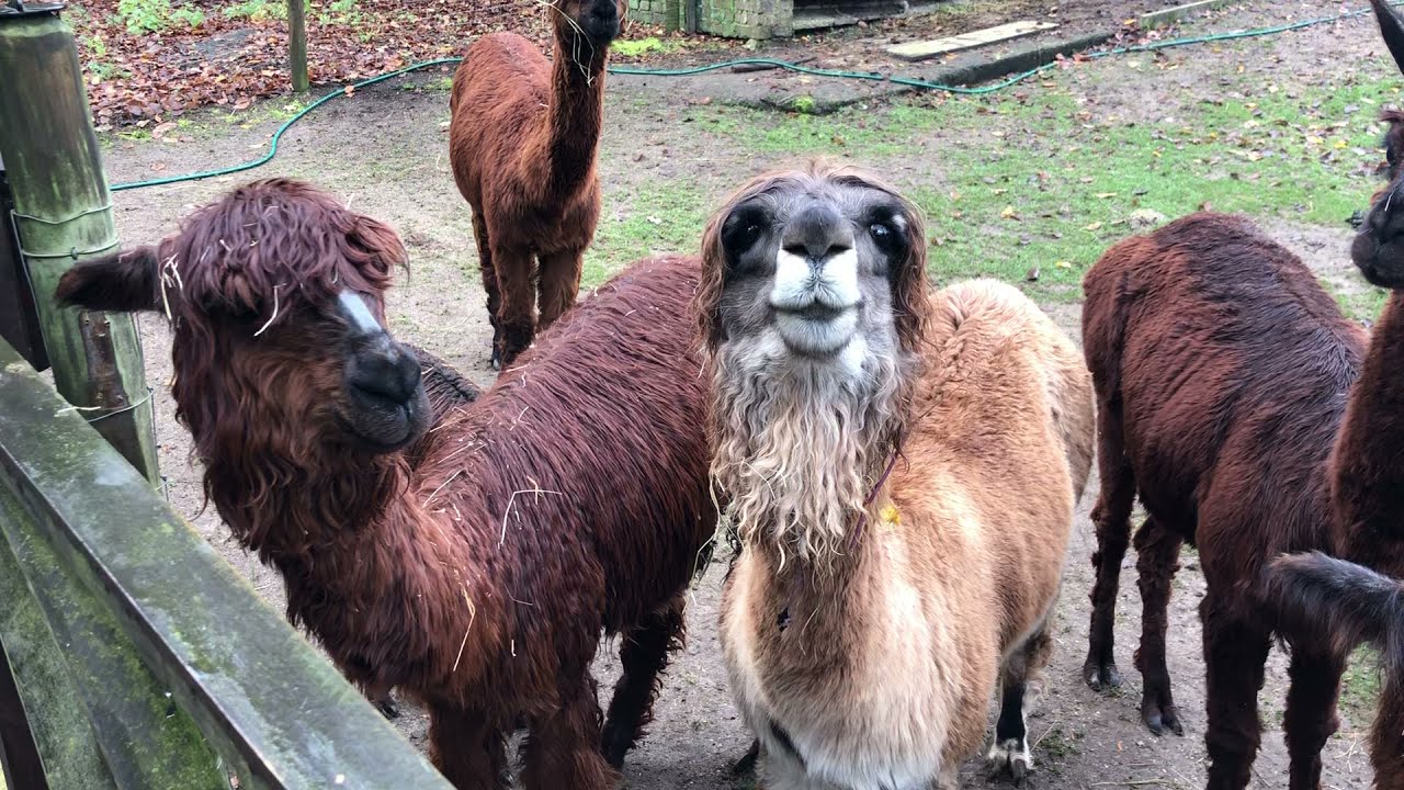 Alpaca Humming Concerto