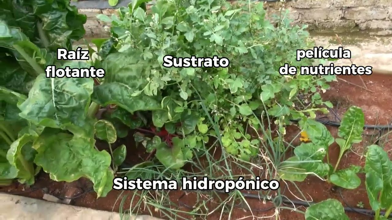 Preparación de solución nutritiva