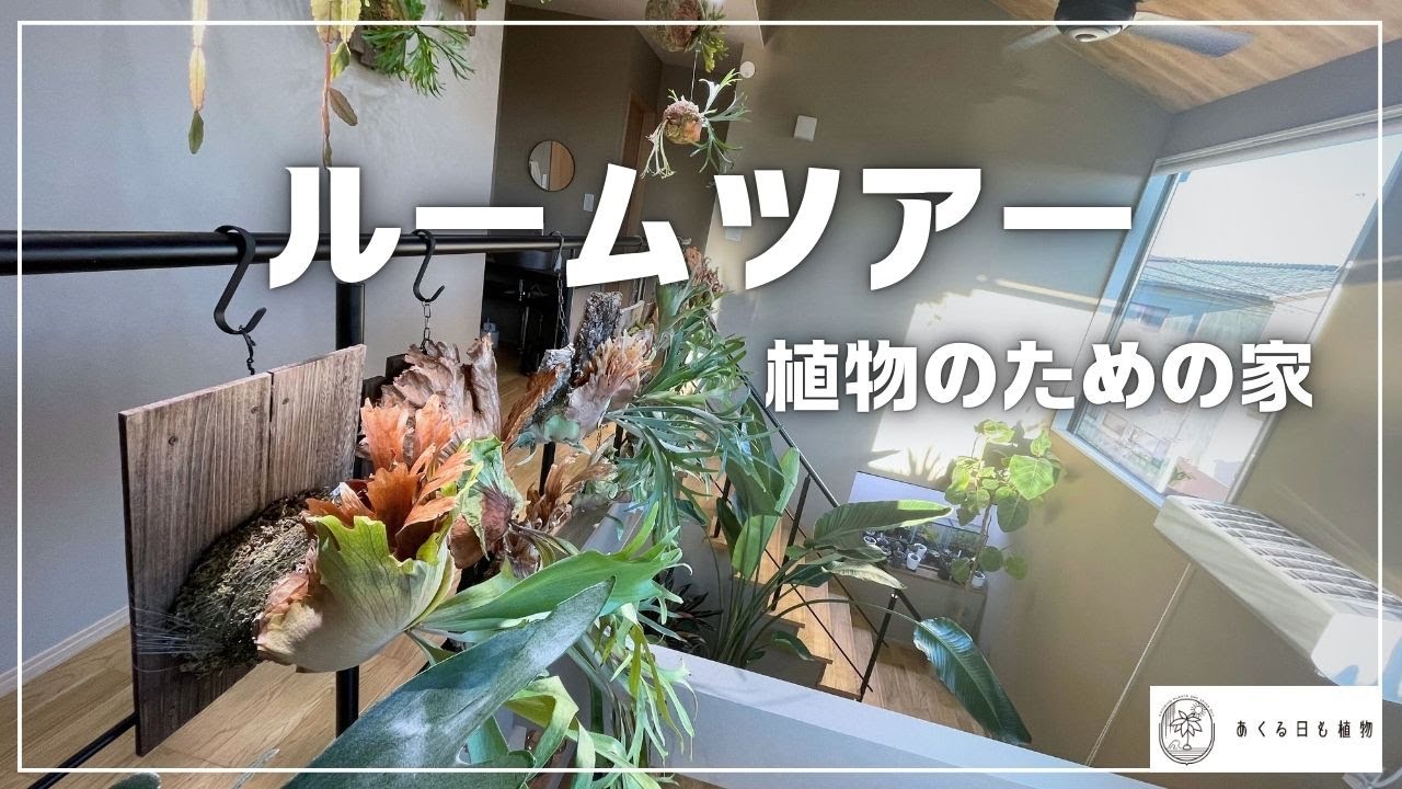 植物の家　ルームツアー　植物のために建てた家をゆるく紹介