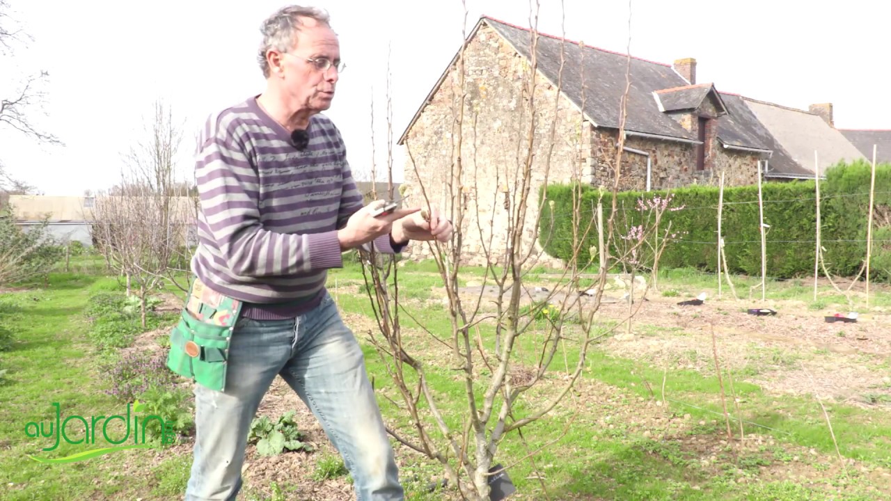 Comment TAILLER un ARBRE FRUITIER en QUENOUILLE ?