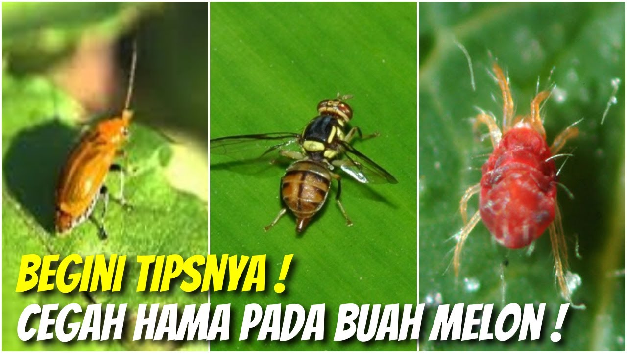 Mengenal 3 Jenis Hama Serta Cara Membasmi Hama Tanaman Melon