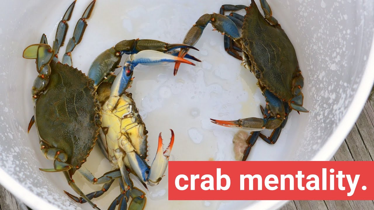 Crab in a Bucket Mentality & How to Avoid It