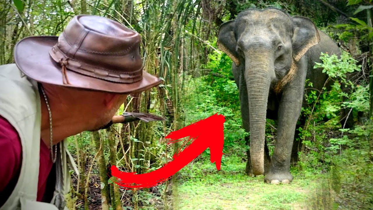 Elefante GIGANTE de OURO foi ESCONDIDO aqui